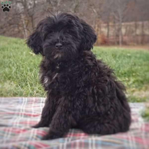 Brooke, Portuguese Water Dog Puppy