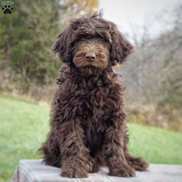 Princess, Portuguese Water Dog Puppy