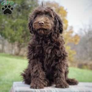 Princess, Portuguese Water Dog Puppy