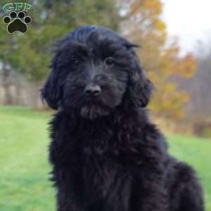 Bonnie, Portuguese Water Dog Puppy