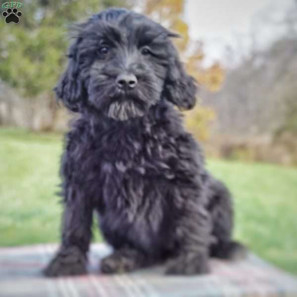 Bonnie, Portuguese Water Dog Puppy