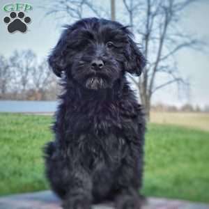 Bonnie, Portuguese Water Dog Puppy