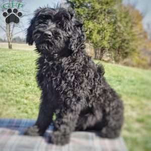 Chuck, Portuguese Water Dog Puppy