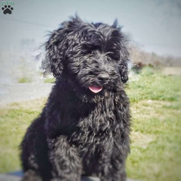 Chuck, Portuguese Water Dog Puppy