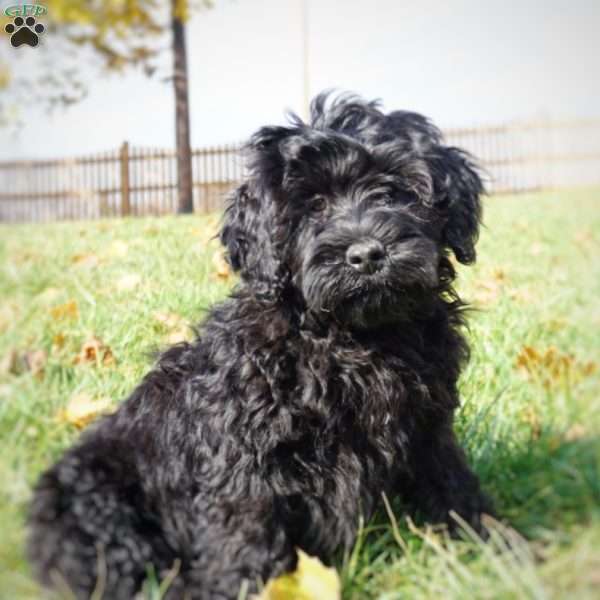 Greta, Portuguese Water Dog Puppy