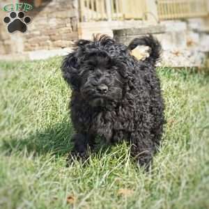 Greta, Portuguese Water Dog Puppy