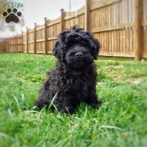 Greta, Portuguese Water Dog Puppy