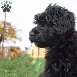 Greta, Portuguese Water Dog Puppy