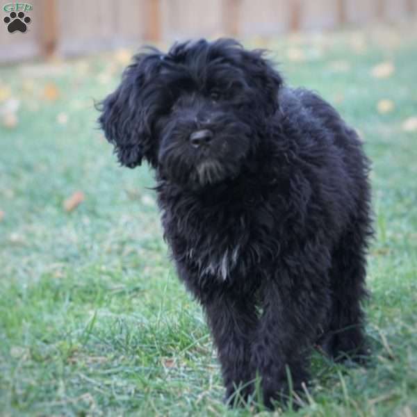 Brooke, Portuguese Water Dog Puppy