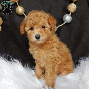 Bonnie, Maltipoo Puppy