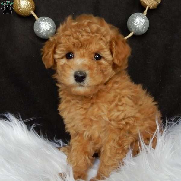 Bonnie, Maltipoo Puppy