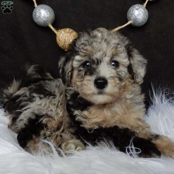 Bailey, Maltipoo Puppy