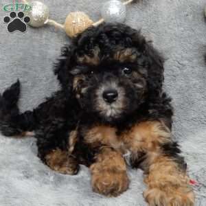 Belle, Maltipoo Puppy