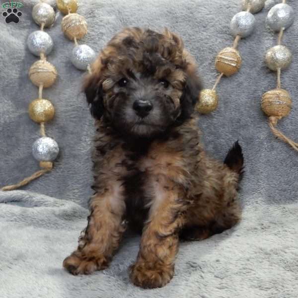 Boots, Maltipoo Puppy