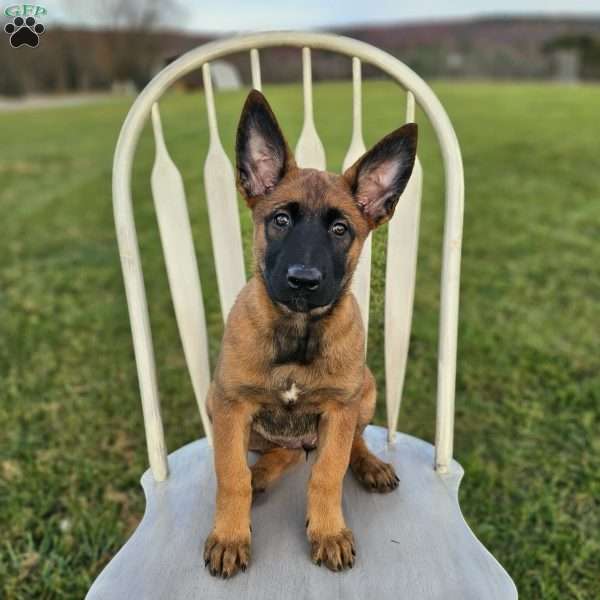 Macey, Belgian Malinois Puppy