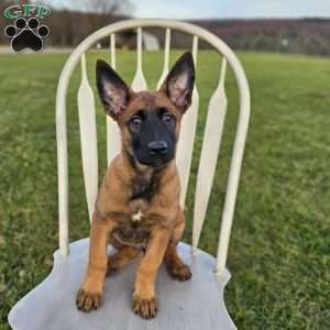 Macey, Belgian Malinois Puppy