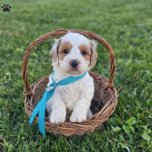 Kenny, Cavapoo Puppy