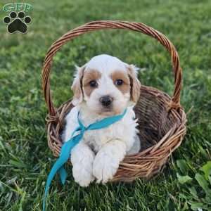 Kenny, Cavapoo Puppy