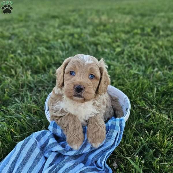 Caleb, Cavapoo Puppy