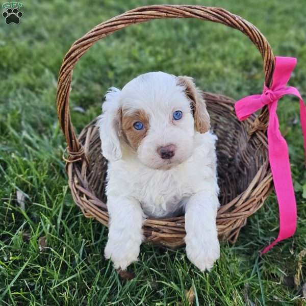 Katie, Cavapoo Puppy