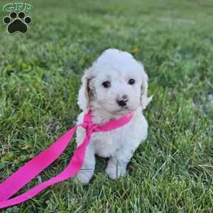 Kiki, Cavapoo Puppy