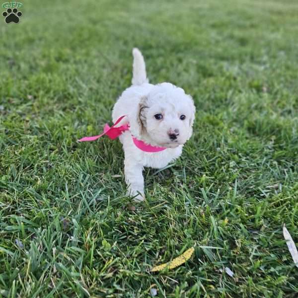 Kiki, Cavapoo Puppy