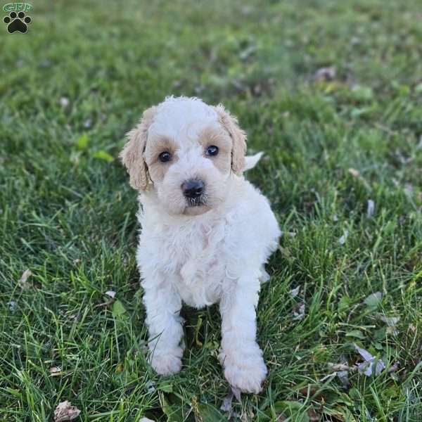 Carrie, Cavapoo Puppy