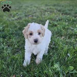 Carrie, Cavapoo Puppy