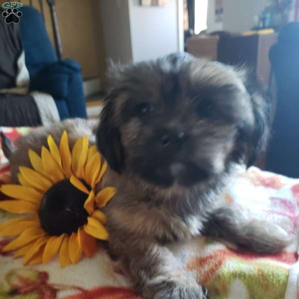 Lady, Shorkie Puppy