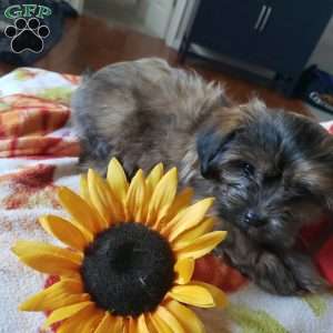 Lady, Shorkie Puppy