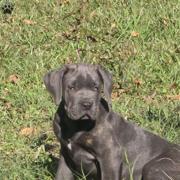 Bowser, Cane Corso Puppy