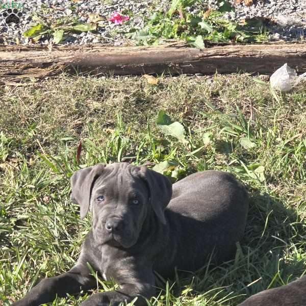 Terra, Cane Corso Puppy