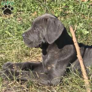 Bowser, Cane Corso Puppy