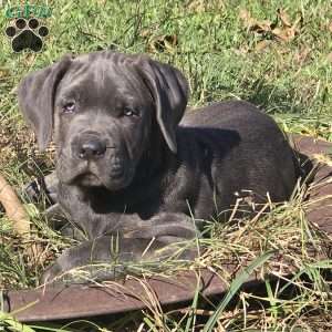 Bowser, Cane Corso Puppy