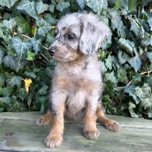 Patsy, Cavapoo Puppy