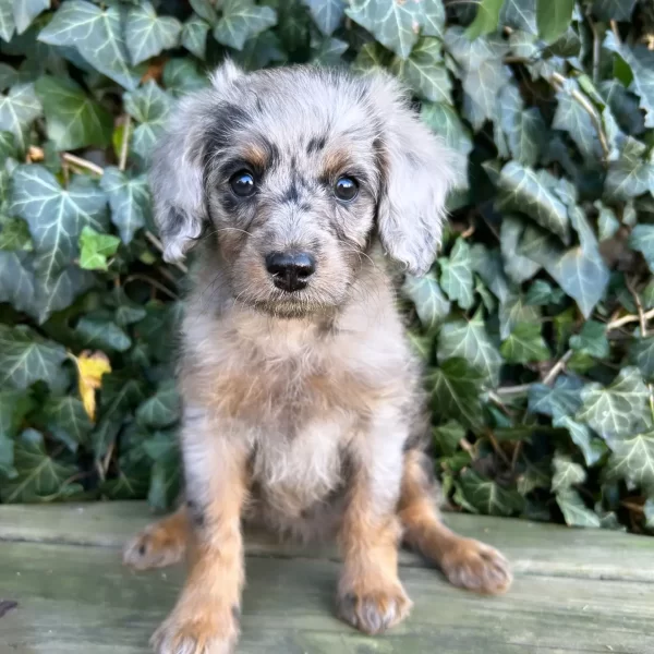 Patsy, Cavapoo Puppy