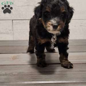 Milo, Mini Bernedoodle Puppy