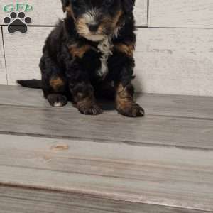 Milo, Mini Bernedoodle Puppy