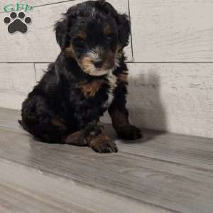 Milo, Mini Bernedoodle Puppy