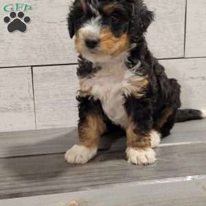 Mason, Mini Bernedoodle Puppy