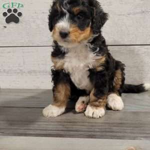 Mason, Mini Bernedoodle Puppy