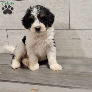 Maverick, Mini Bernedoodle Puppy