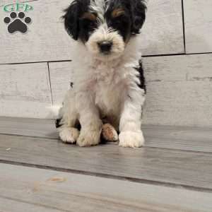 Maverick, Mini Bernedoodle Puppy