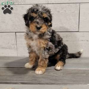 Macy, Mini Bernedoodle Puppy