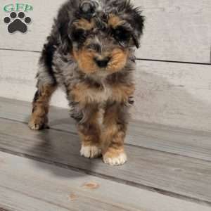 Macy, Mini Bernedoodle Puppy