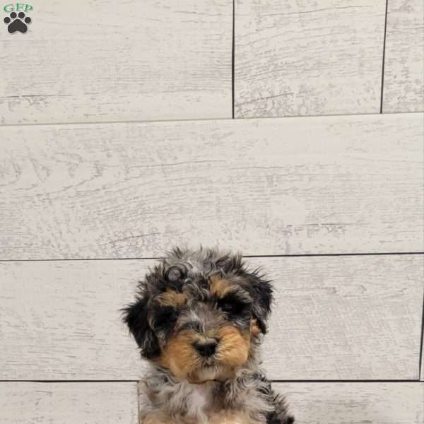 Macy, Mini Bernedoodle Puppy