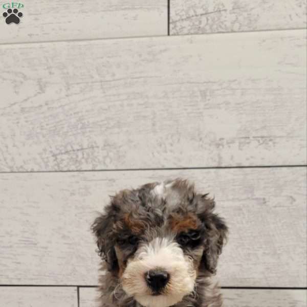 Moose, Mini Bernedoodle Puppy