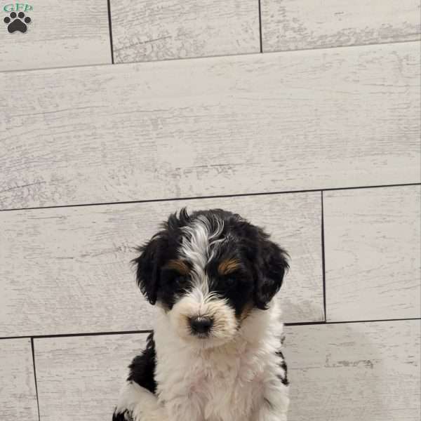 Maverick, Mini Bernedoodle Puppy