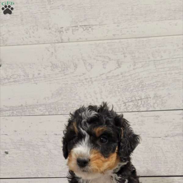 Mason, Mini Bernedoodle Puppy