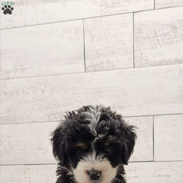 Marcy, Mini Bernedoodle Puppy